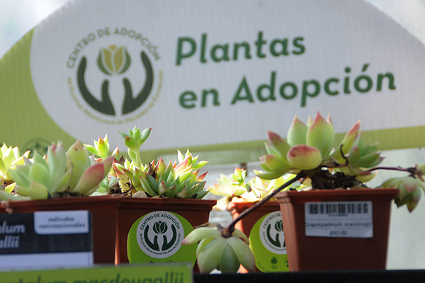 Adopta una planta