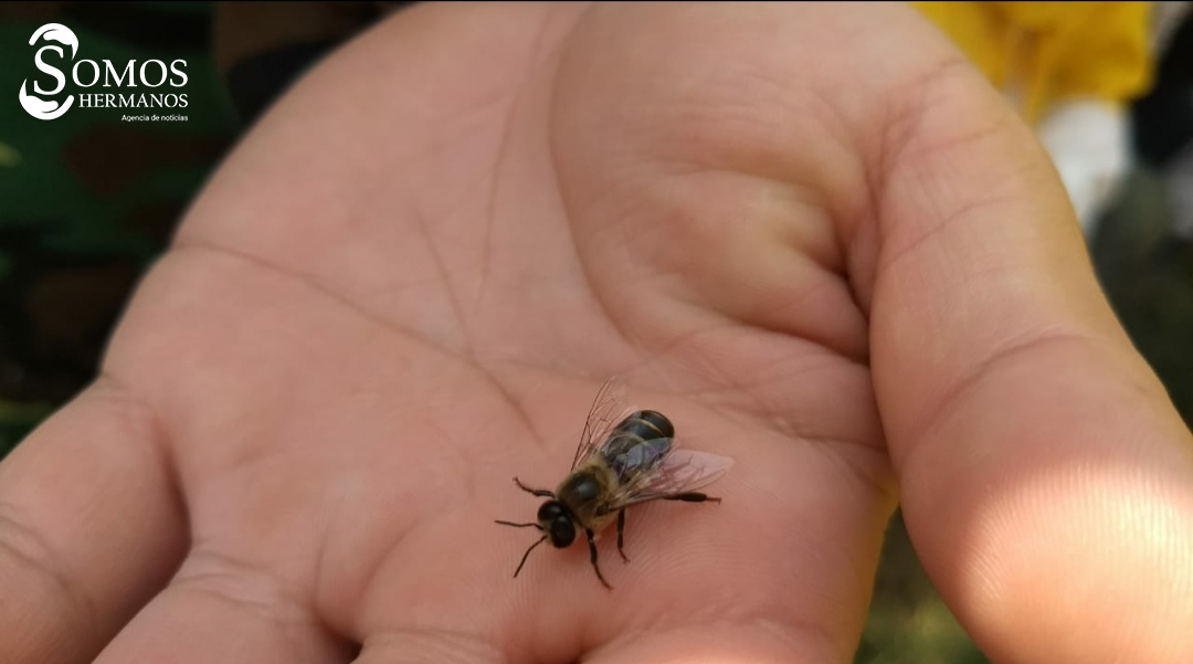 miel y abejas