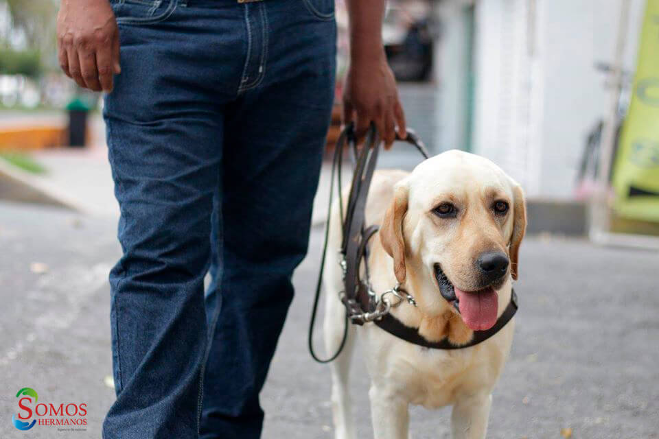 Los perros de asistencia, un ladrido que ayuda