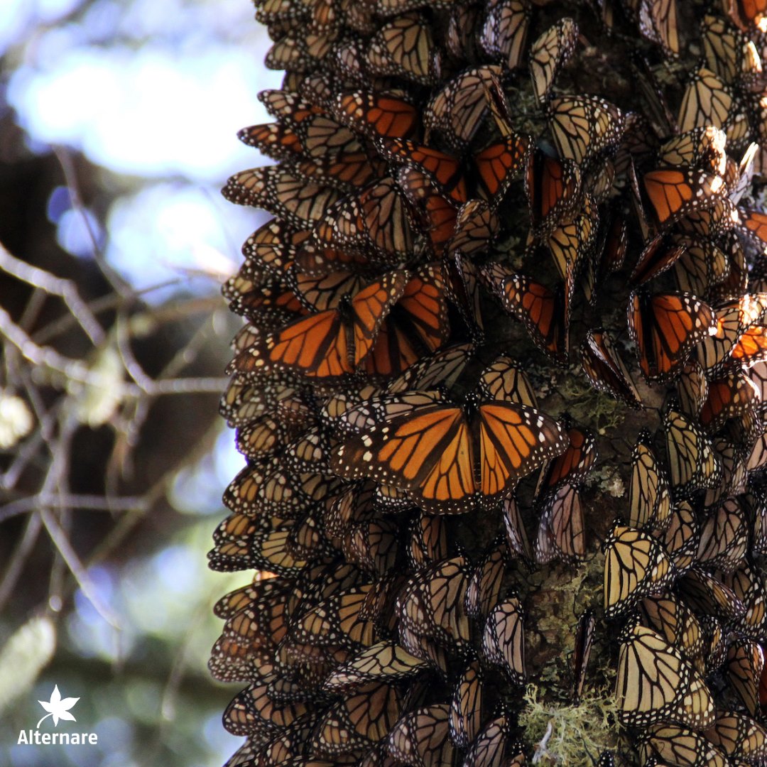 Alternare AC por la Biósfera Mariposa Monarca