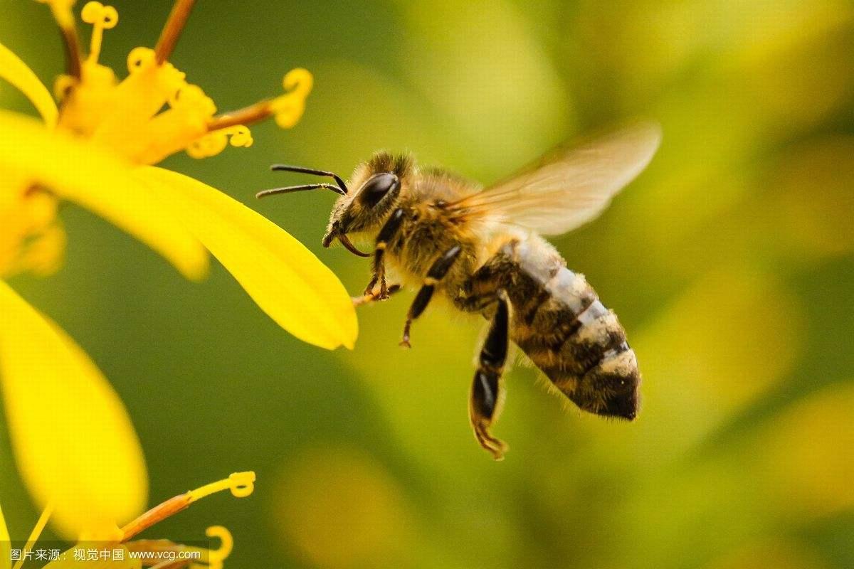 20 de mayo, Día Mundial de las Abejas