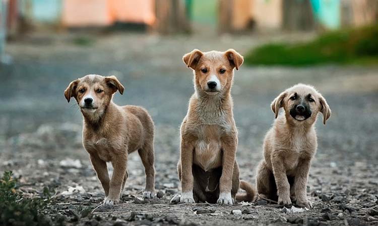 Un milagro para ellos. Perros en situación de calle