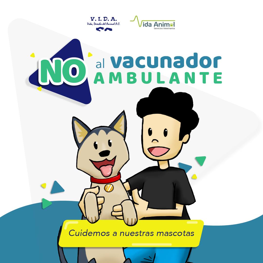 En agosto se celebra el Día Internacional del Animal sin hogar