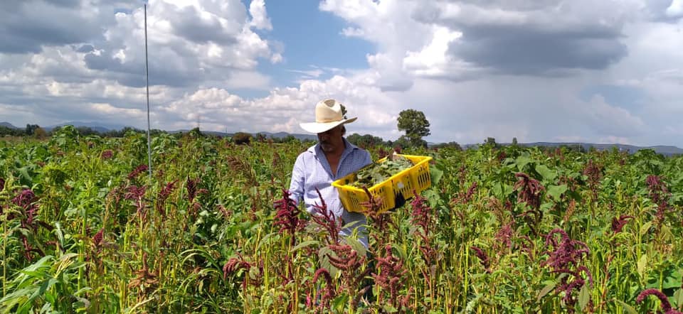 El amaranto, una semilla que mejora la nutrición en México y el mundo
