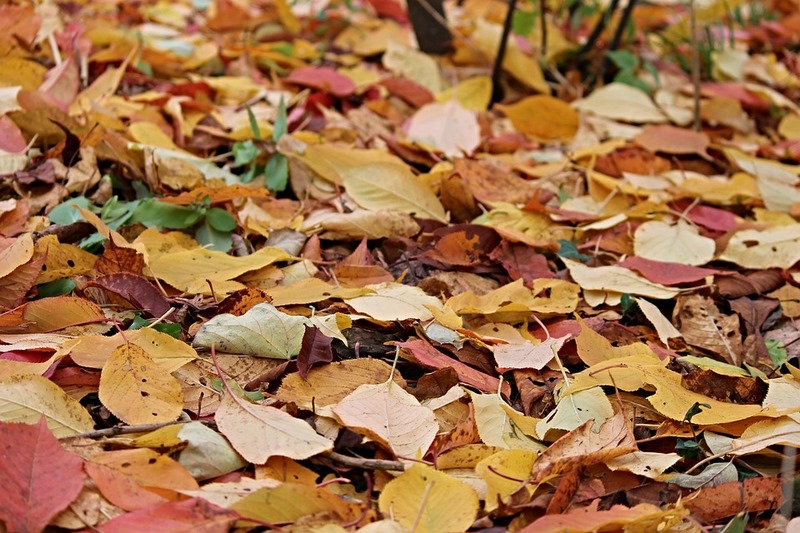 LA BREVEDAD DEL TIEMPO: EL CAER DE LAS HOJAS EN OTOÑO