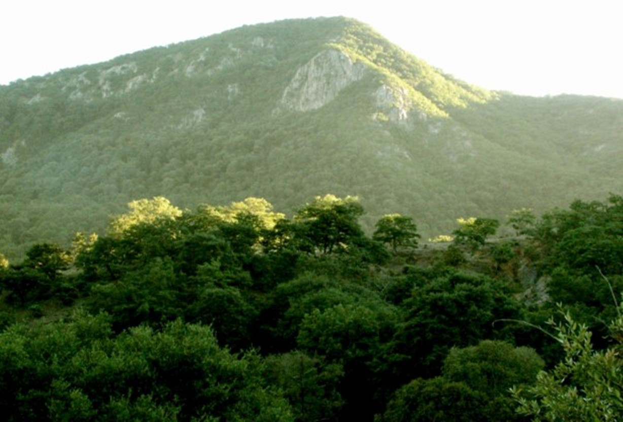 Desde 1998 auxilian a la Conservación Forestal en Guanajuato