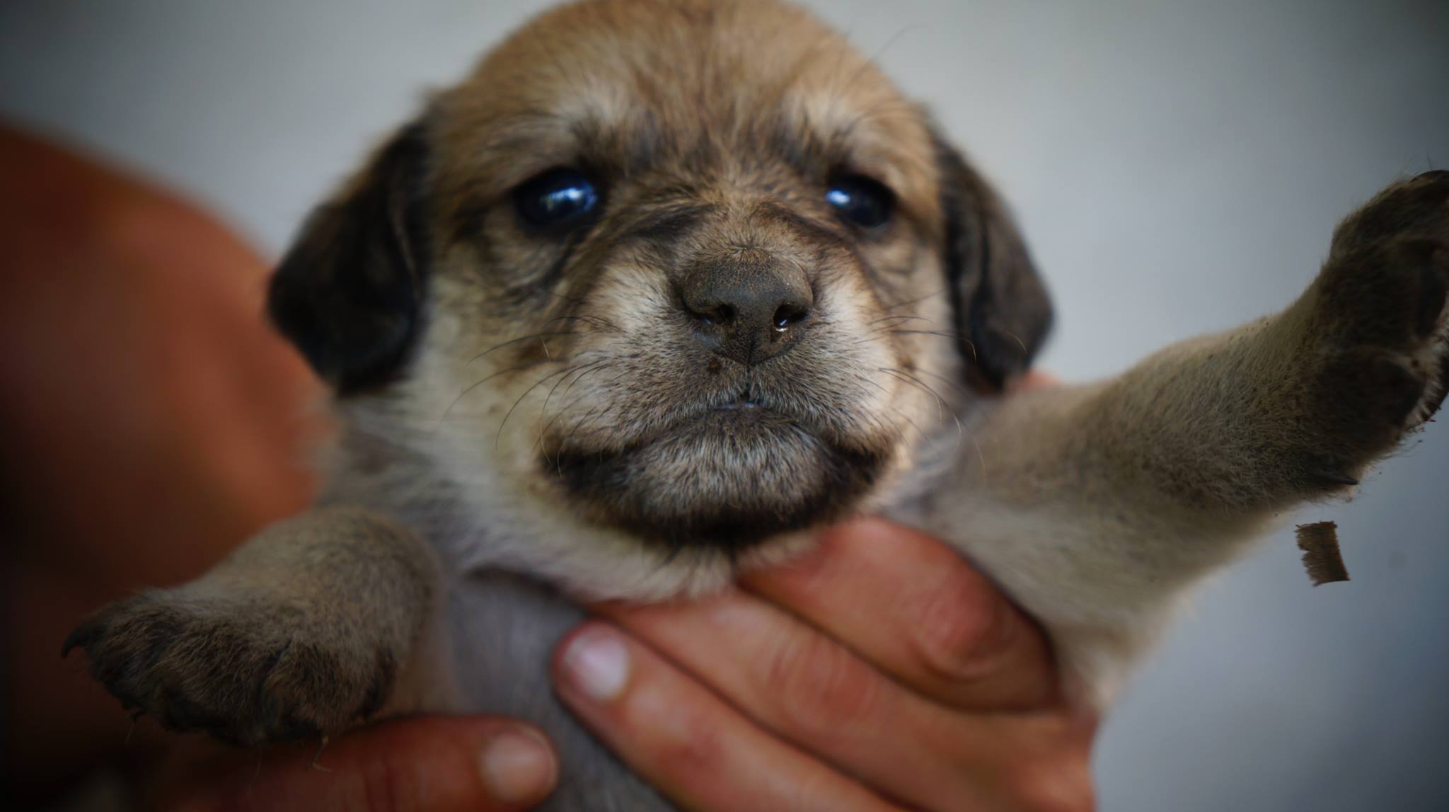 Por una Xalapa libre de perros y gatos callejeros