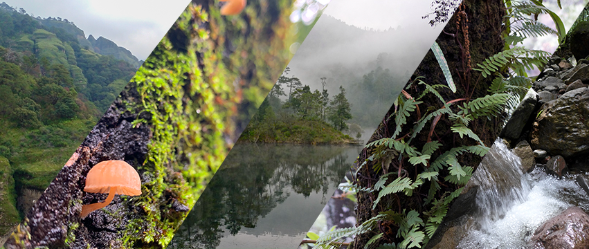 Salvando al corazón de México: El Bosque de Agua